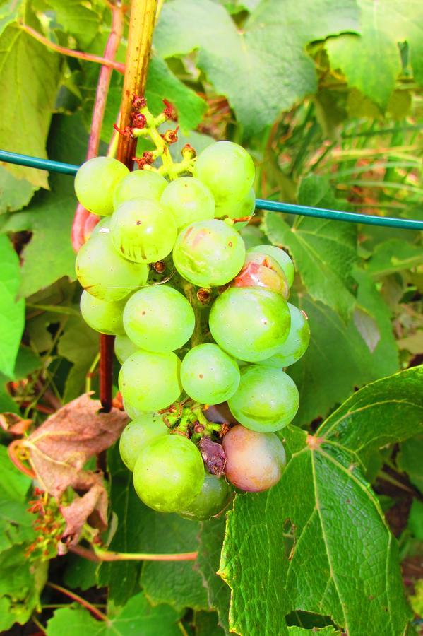 Chata u vinára Milana, Tatralandia Liptovský Mikuláš Exterior foto